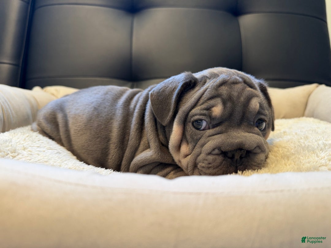French Bulldog dogs for sale: French Bulldog Puppy 1 - Ad 4