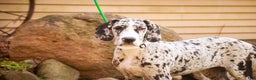 Great Dane dogs for sale: Beatrice - Ad 4