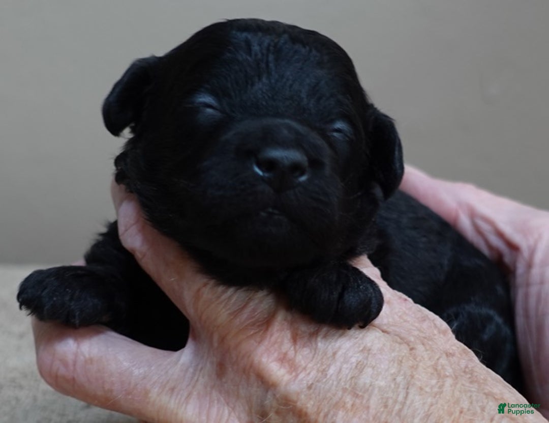 Toy Poodle dogs for sale: Benny - Ad 3