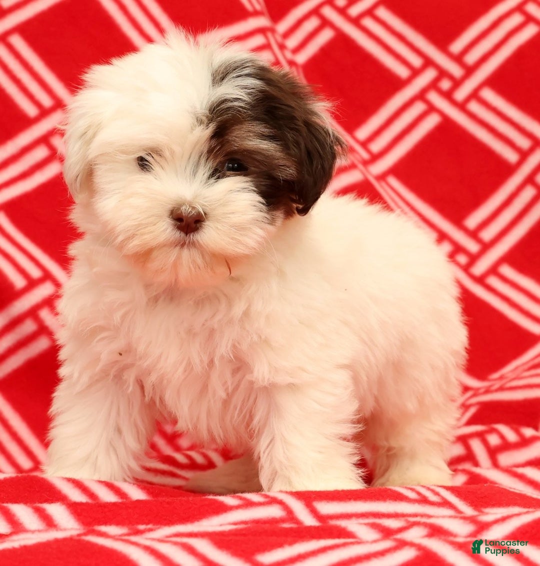 Havanese dogs for sale: Beth - Ad 3