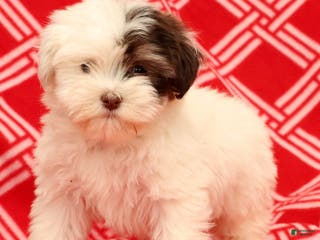 Havanese dogs Beth - Ad 20