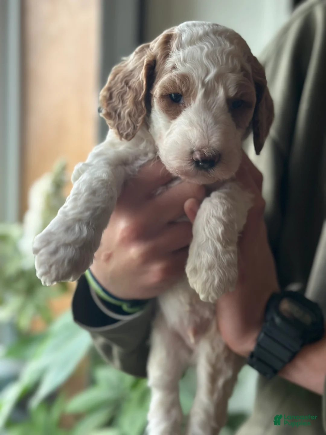 Standard Poodle dogs for sale: Standard Poodle Puppy 3 - Ad 1