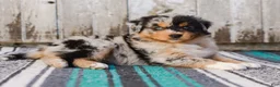 Australian Shepherd dogs for sale: Kisha - Ad 4