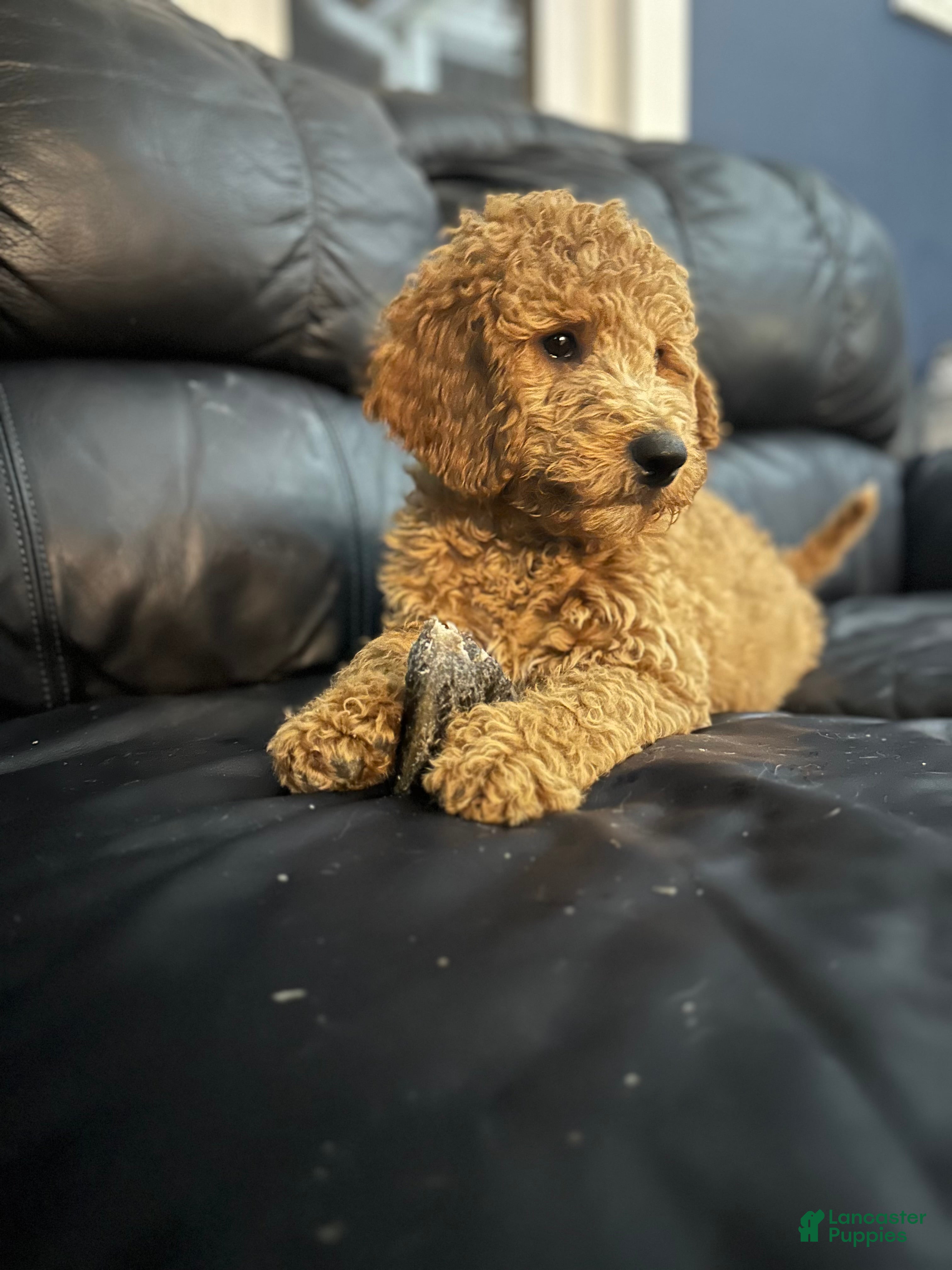 Irish Doodle dogs Glitter-IN HOME RAISED - Ad 1