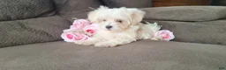 Maltese dogs for sale: Snowflake - Ad 3