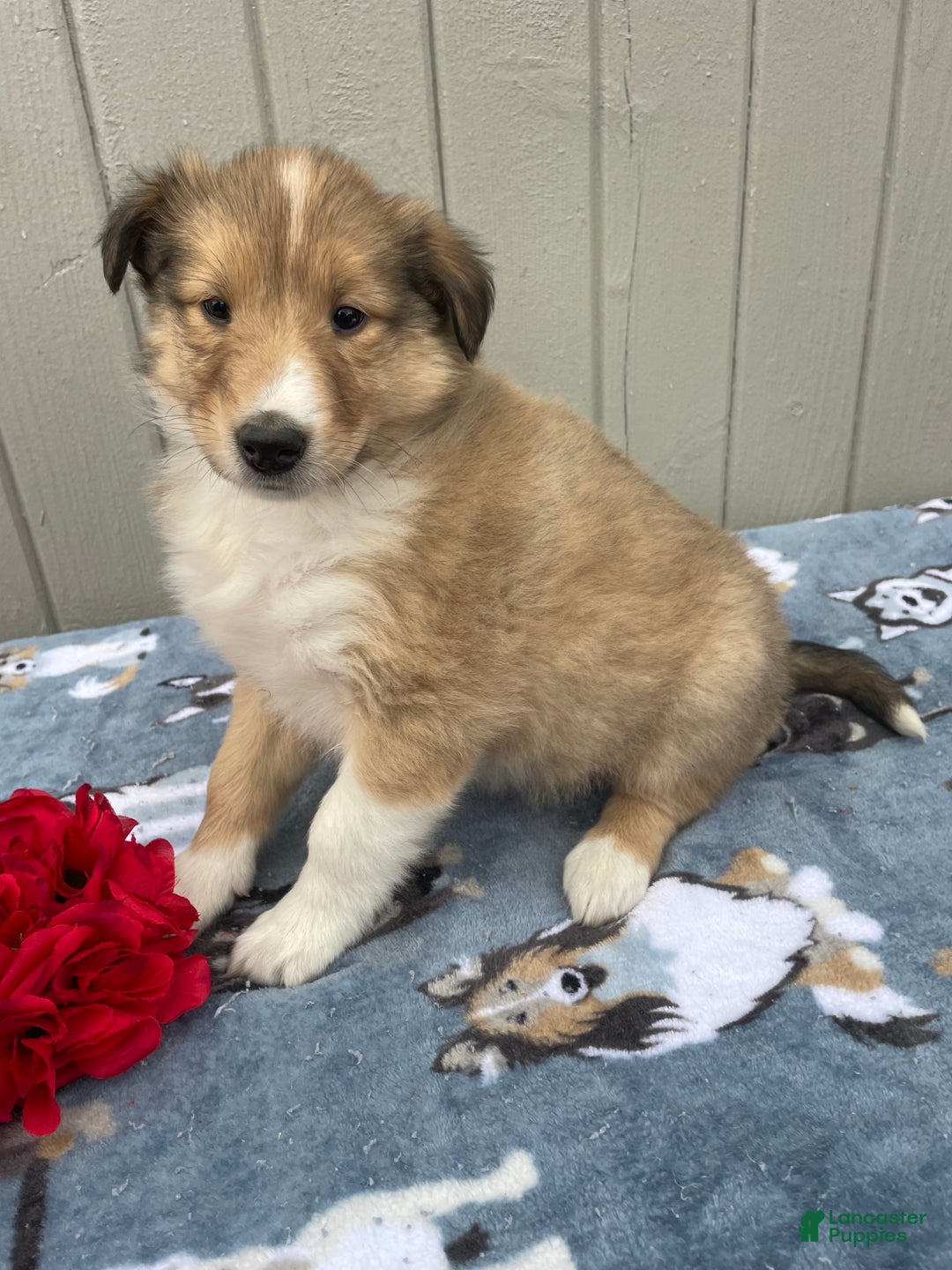 Collie dogs for sale: Chloe - Ad 2