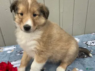 Collie dogs Chloe - Ad 12