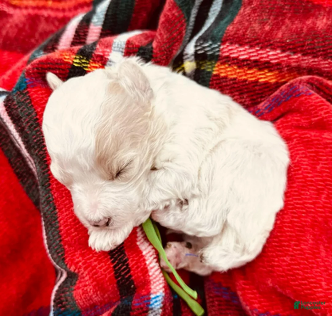 Miniature Poodle dogs for sale: Ringo Starr - Ad 4