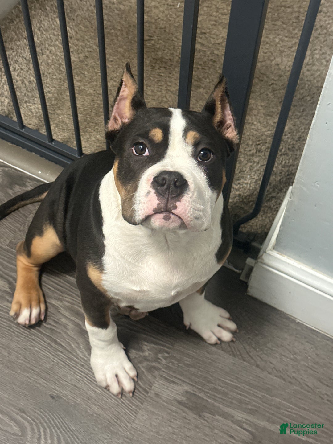 American Bully dogs for sale: American Bully Puppy 1 - Ad 1