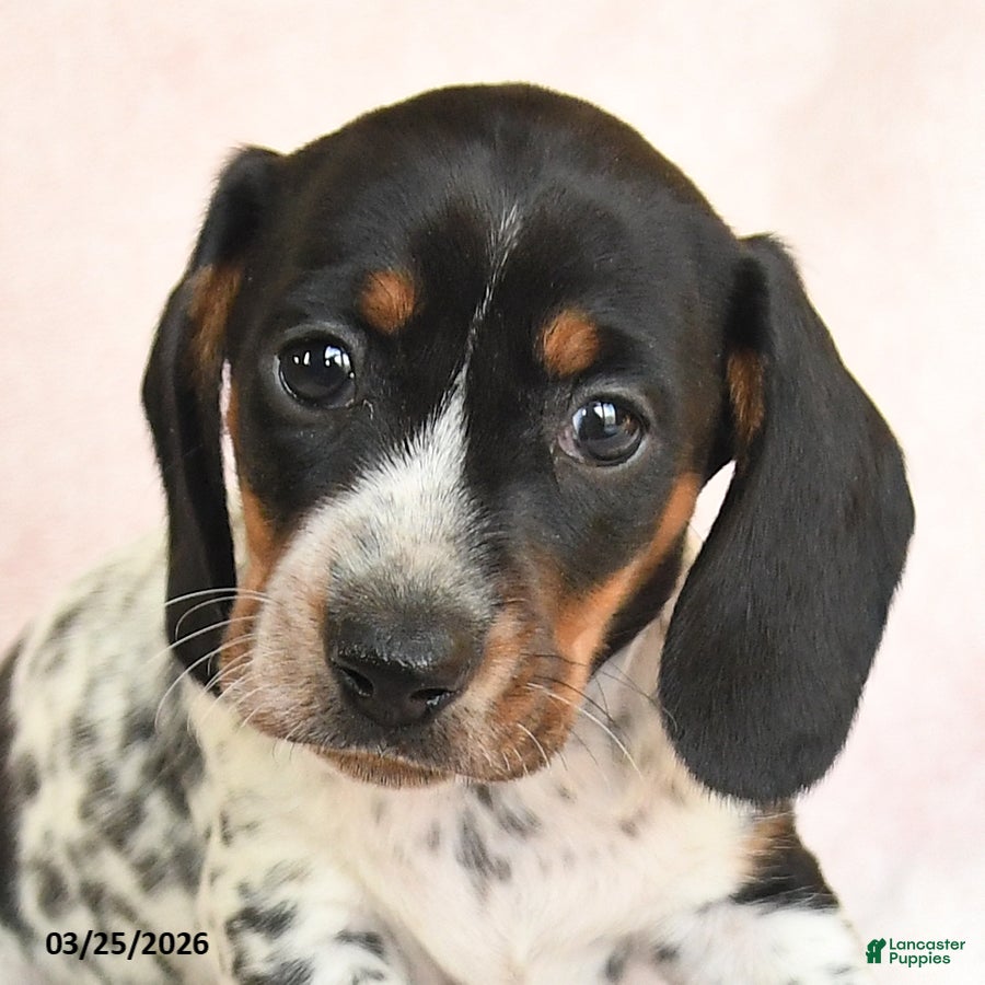 Dachshund dogs Ike - Ad 2