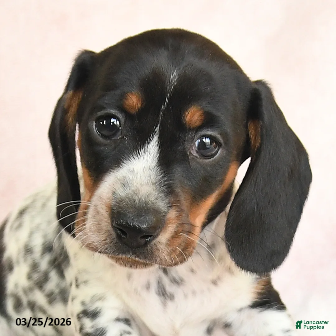 Dachshund dogs for sale: Ike - Ad 2