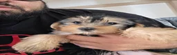 Yorkshire Terrier dogs for sale: Duchess - Ad 5