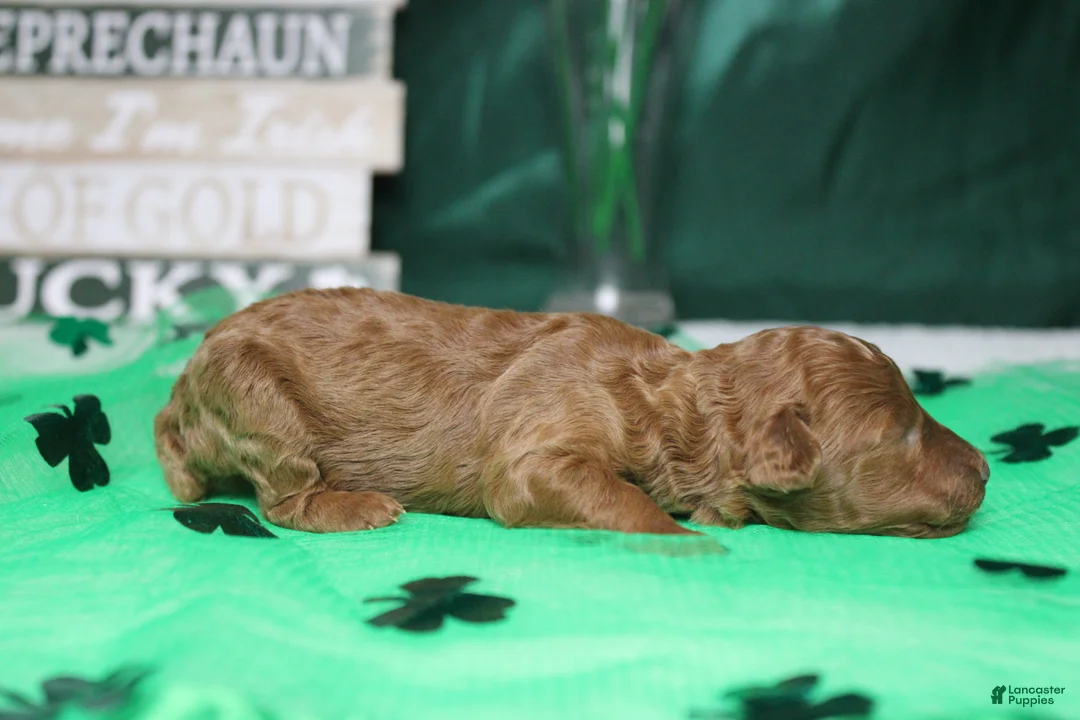 Miniature Poodle dogs for sale: De Anna - Ad 4