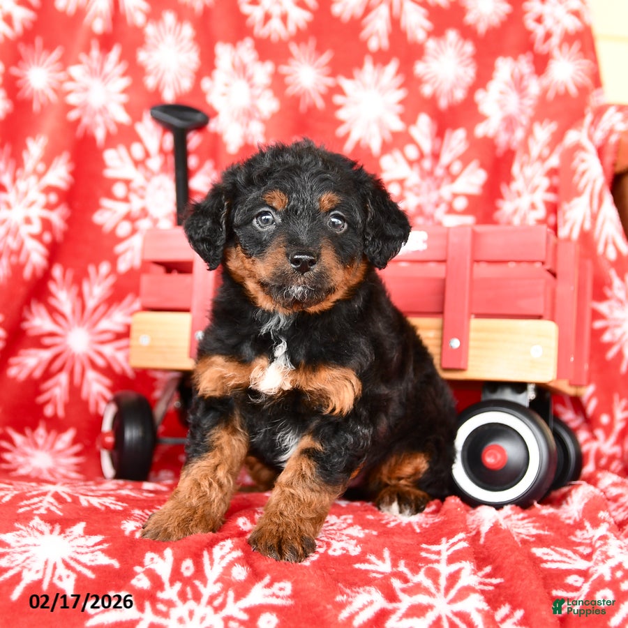 Mixed Breed dogs Tessa - Ad 1