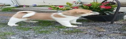 Akita dogs for sale: Rowan - Ad 2