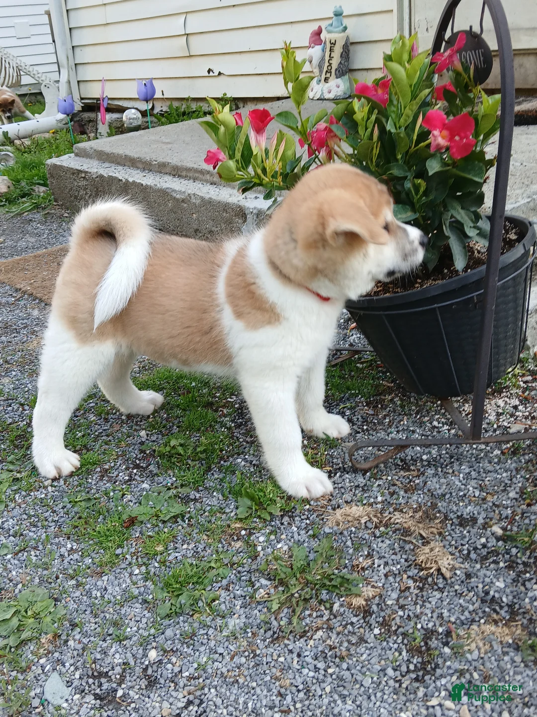 Akita dogs for sale: Rowan - Ad 2