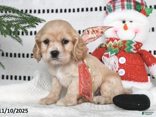 Cocker Spaniel dogs - Ad 18