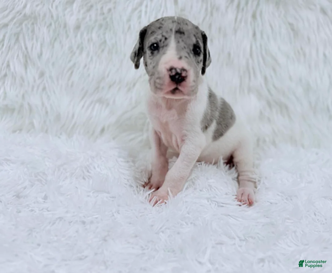 Great Dane dogs for sale: Mike - Ad 3