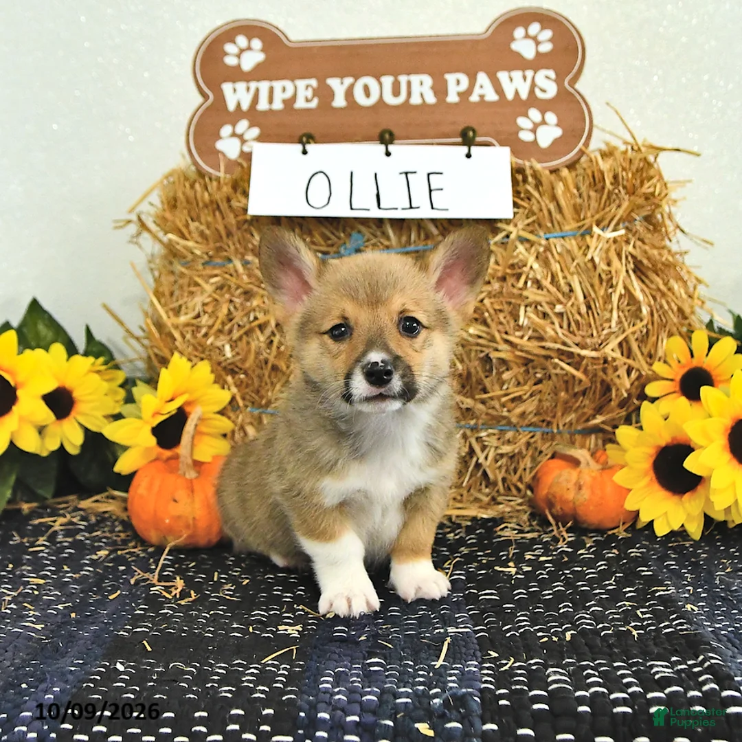 Welsh Corgi Pembroke dogs for sale: Ollie - Ad 2