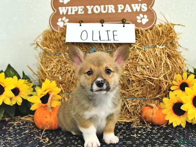 Welsh Corgi Pembroke dogs for sale: Ollie - Ad 2