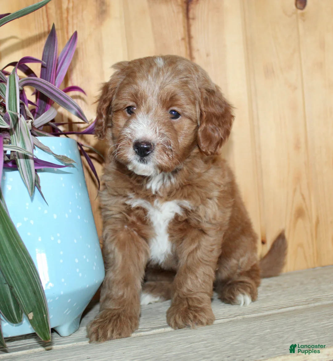 Mini Goldendoodle dogs for sale: Pickles - Ad 2