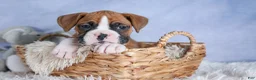 Boxer dogs for sale: Sawyer - Ad 12