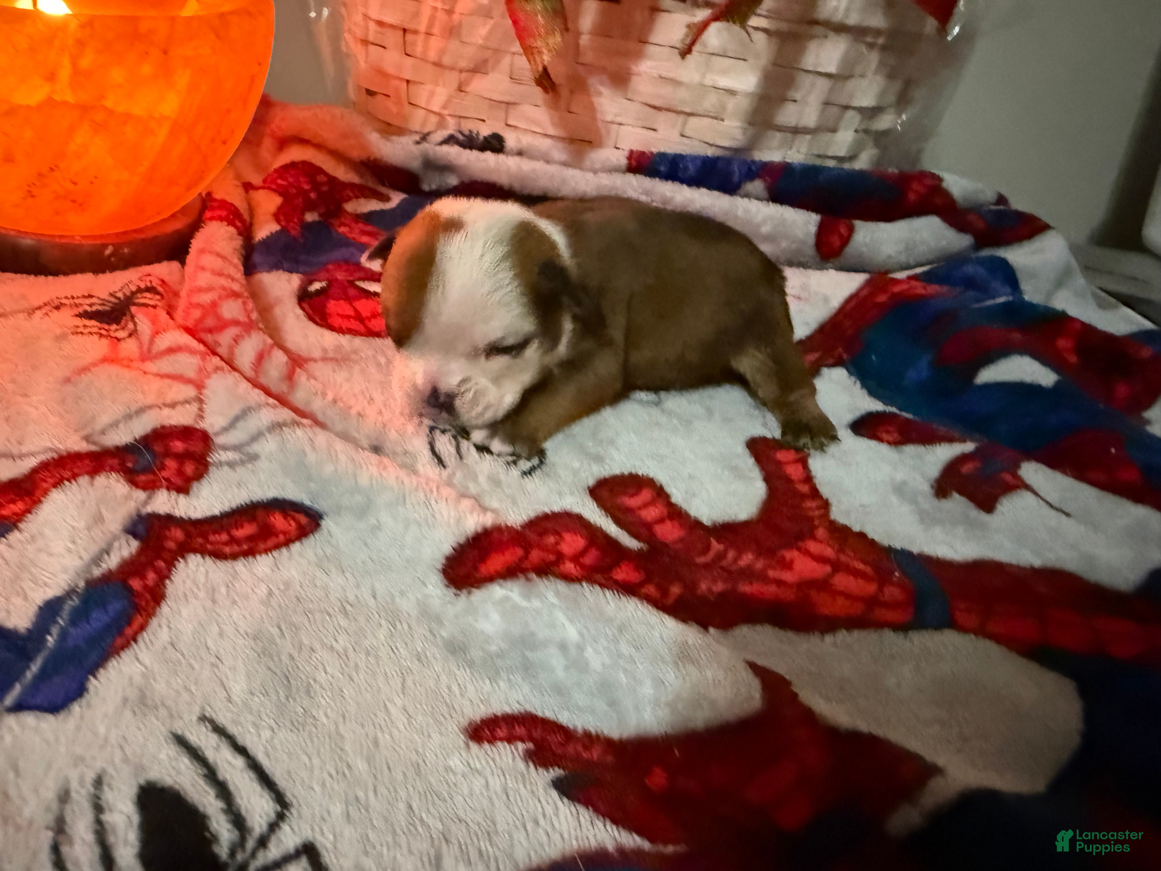 English Bulldog dogs English Bulldog Puppy 1 - Ad 13