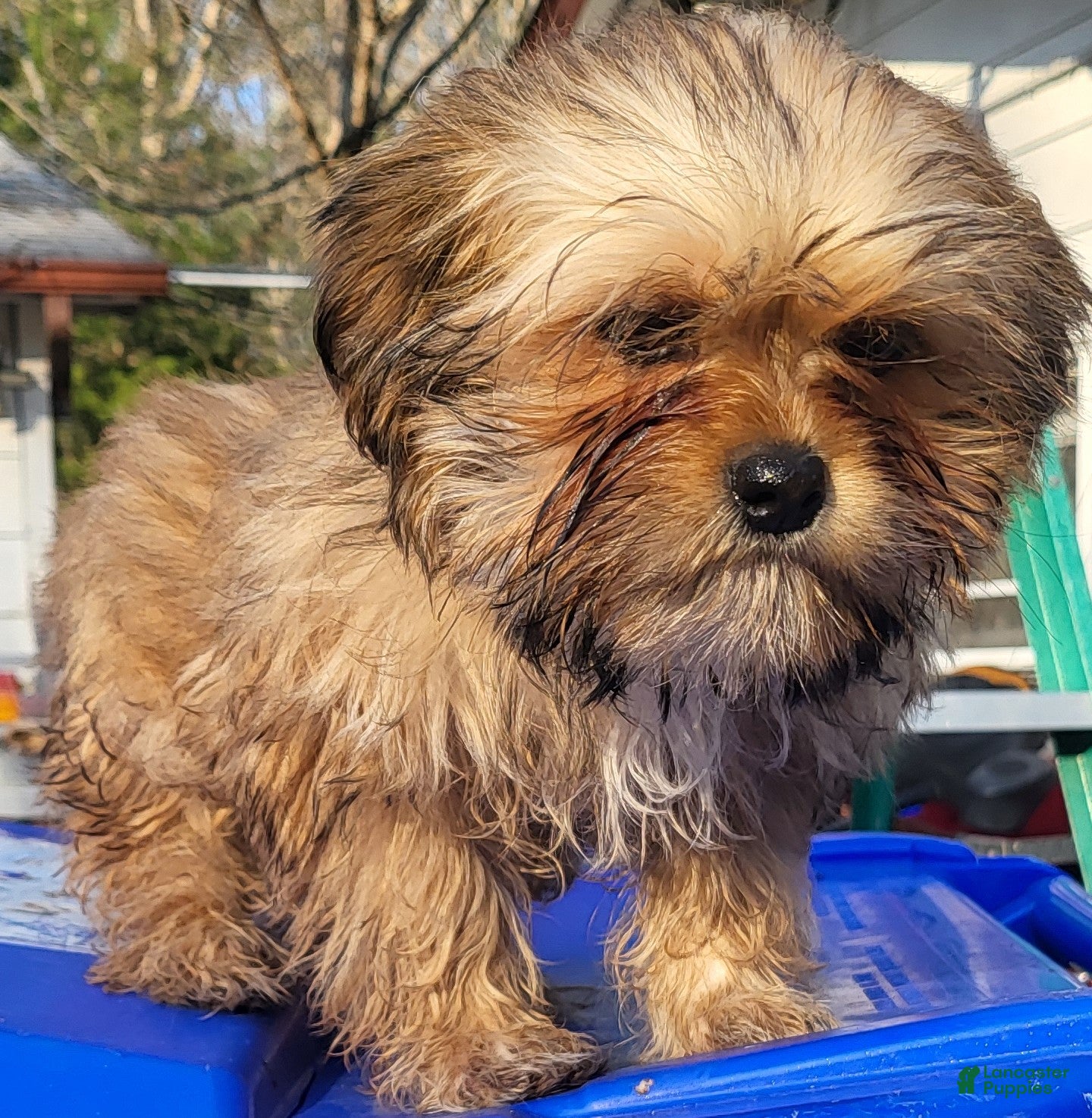 Shih Tzu dogs Shih Tzu Puppy 2 - Ad 35