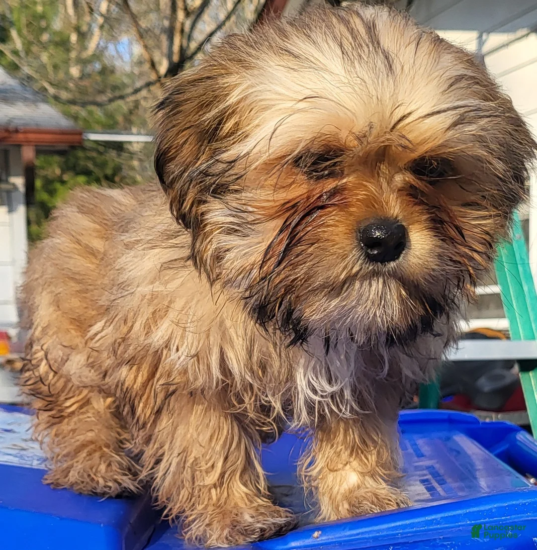 Shih Tzu dogs for sale: Shih Tzu Puppy 2 - Ad 1