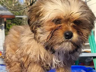 Shih Tzu dogs Shih Tzu Puppy 2 - Ad 9