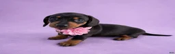 Miniature Dachshund dogs for sale: Maranda - Ad 1