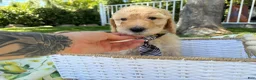 Goldendoodle dogs for sale: Chowder Jr. - Ad 5