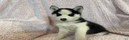 Siberian Husky dogs for sale: Princess Nox - Ad 1