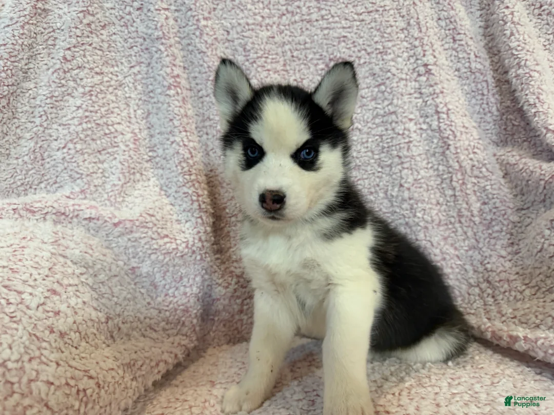Siberian Husky dogs for sale: Princess Nox - Ad 1