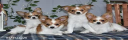 Papillon dogs for sale: Nick  - Ad 23