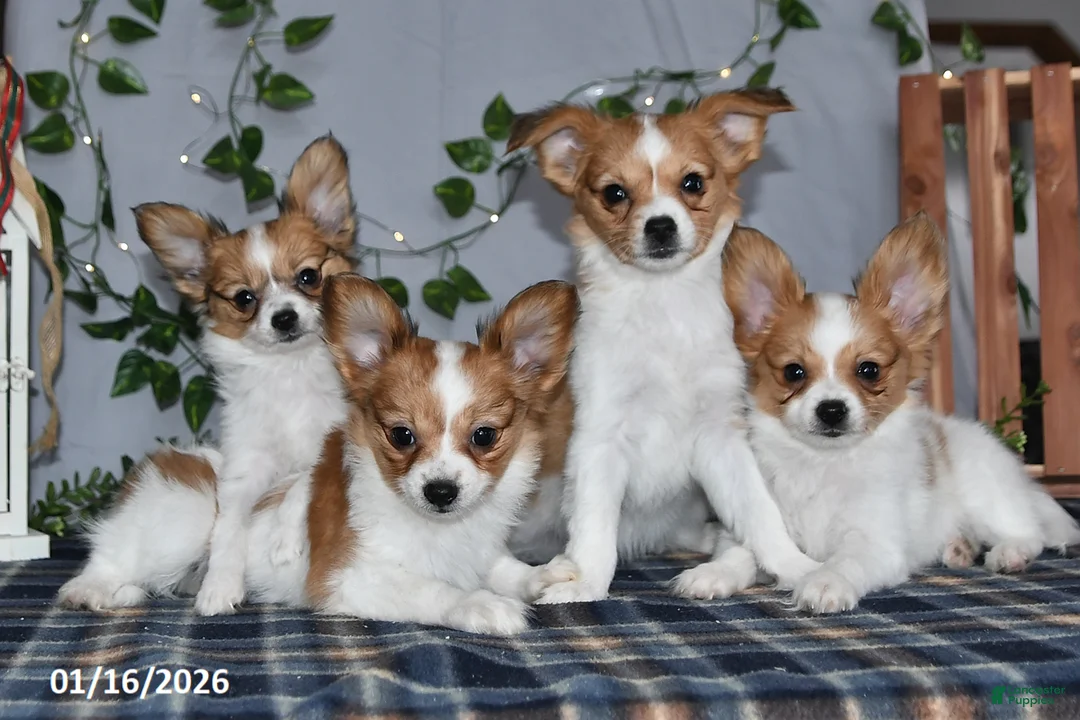 Papillon dogs for sale: Nick  - Ad 23