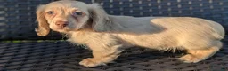 Miniature Dachshund dogs for sale: Crisp - Ad 11