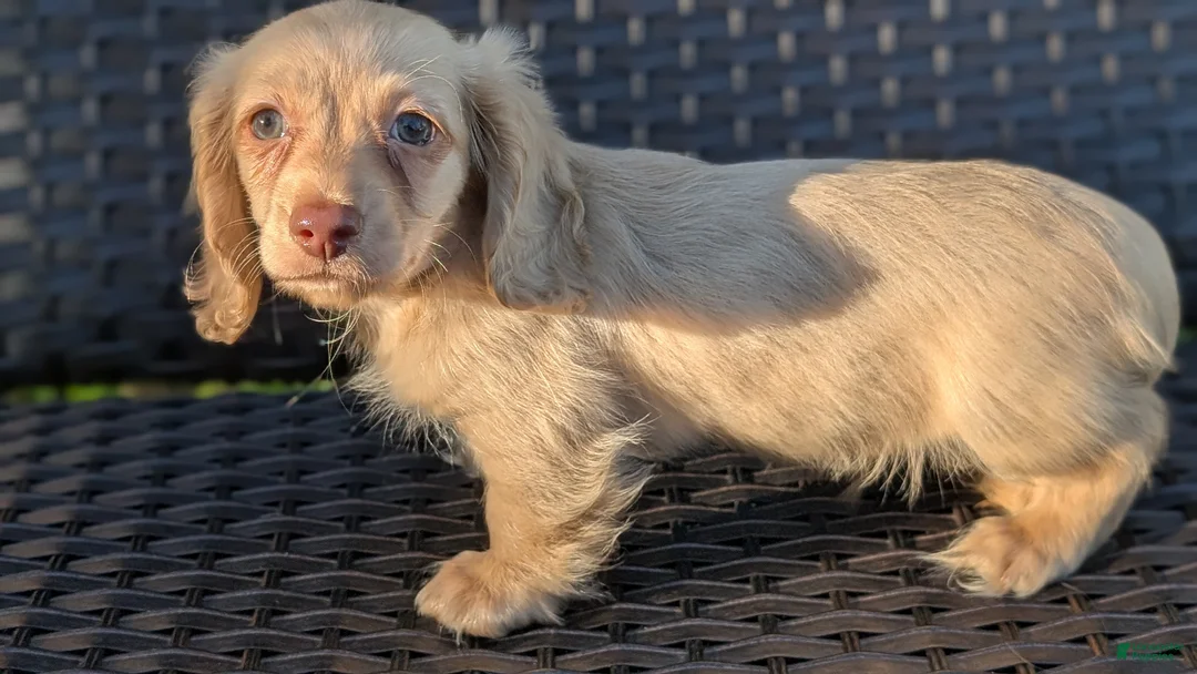Miniature Dachshund dogs for sale: Crisp - Ad 11
