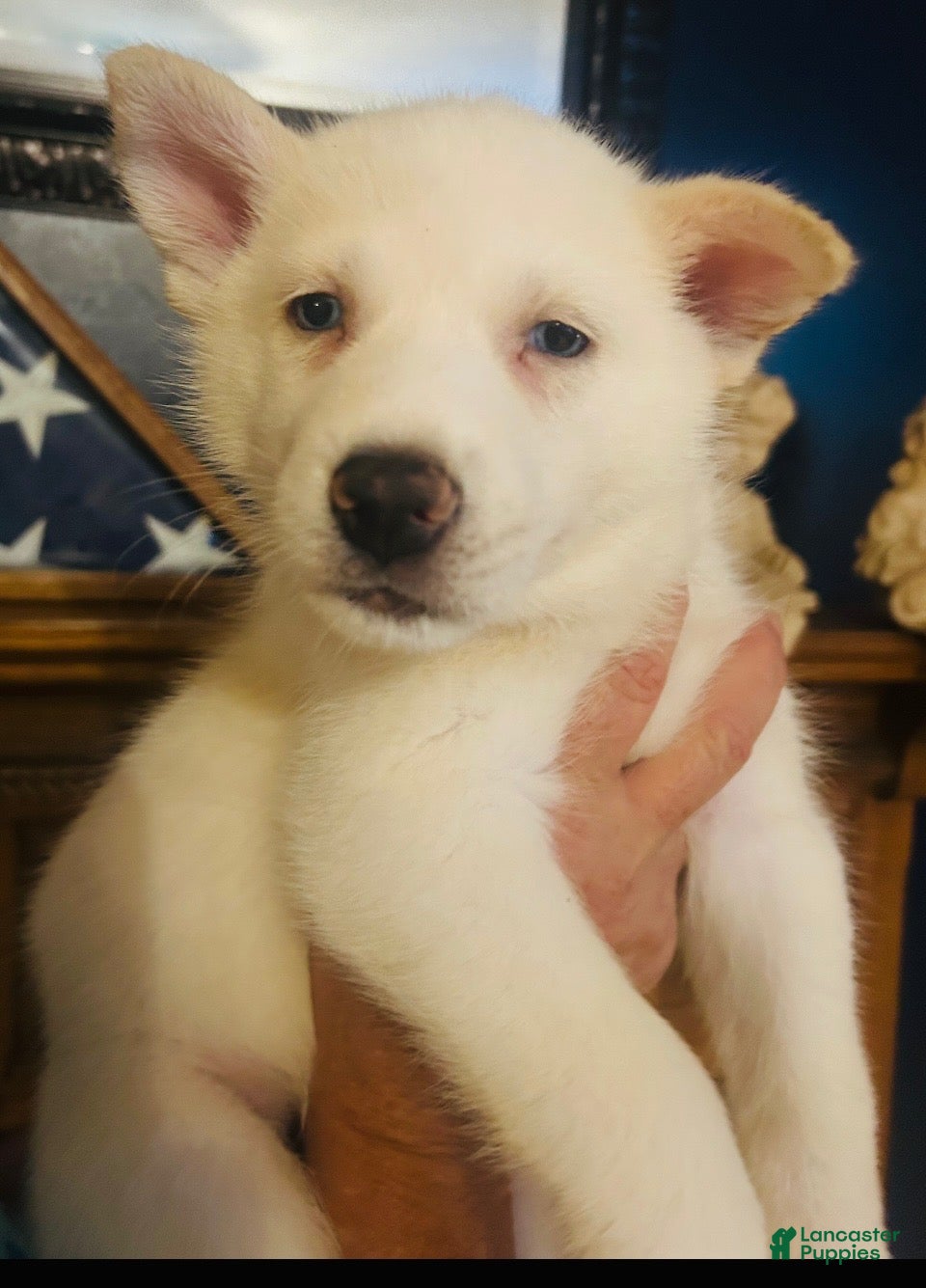 Gerberian Shepsky dogs BentleyGerberian Shepsky Puppy 5 - Ad 7