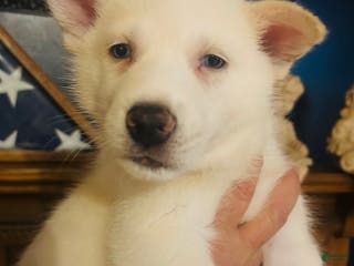 Gerberian Shepsky dogs BentleyGerberian Shepsky Puppy 5 - Ad 7