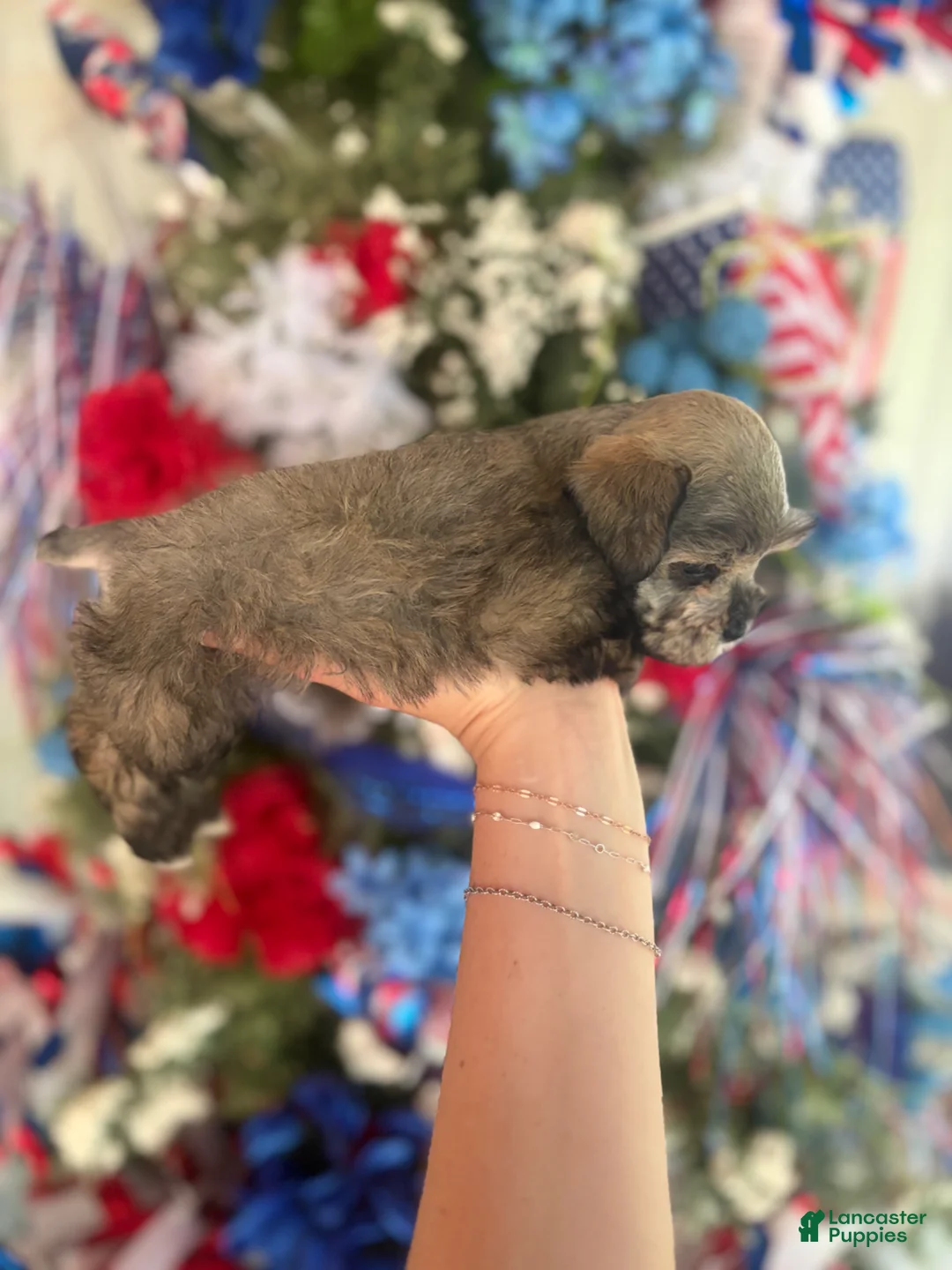 Miniature Schnauzer dogs for sale: Miniature Schnauzer Puppy 1 - Ad 4