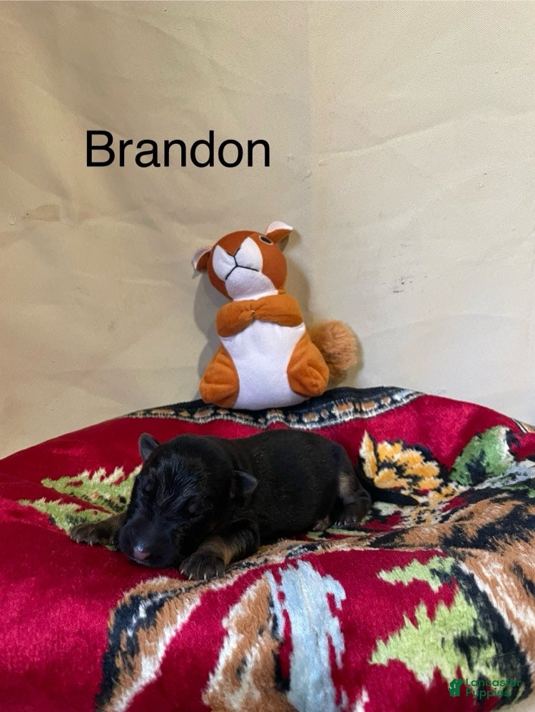 German Shepherd dogs Brandon - Ad 2