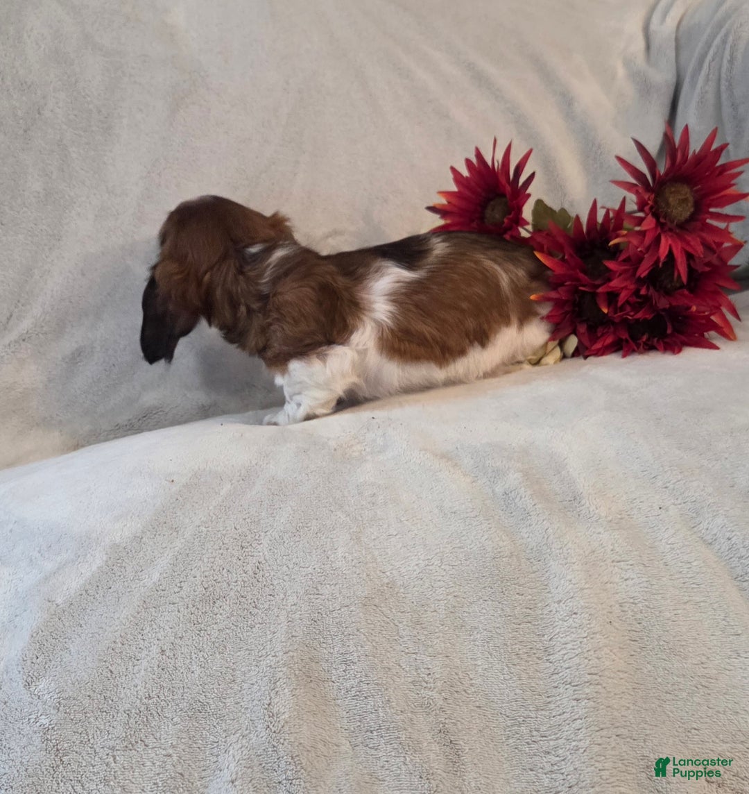 Miniature Dachshund dogs for sale: Peppermint  - Ad 7