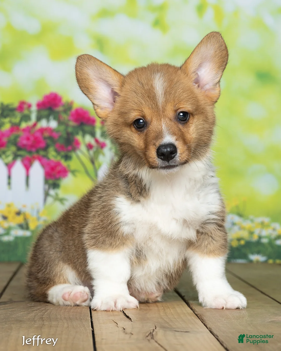 Welsh Corgi Pembroke dogs for sale: Jeffrey - Ad 1