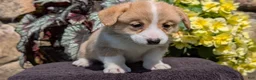 Welsh Corgi Pembroke dogs for sale: Nash - Ad 6