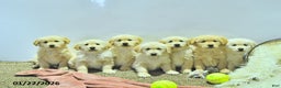 Golden Retriever dogs for sale: Teddy - Ad 5