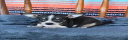 Chihuahua dogs for sale: Sage - Ad 2