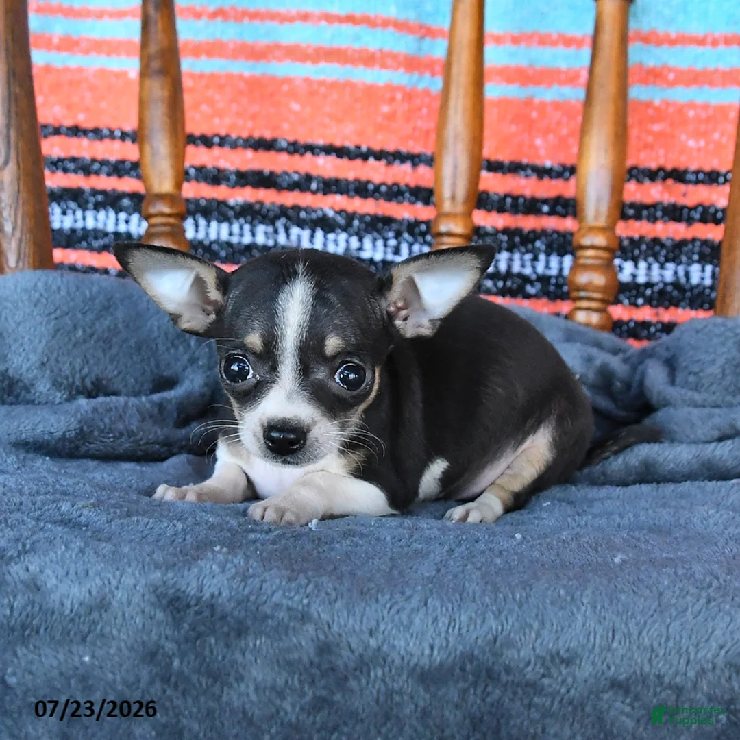 Chihuahua dogs for sale: Sage - Ad 2