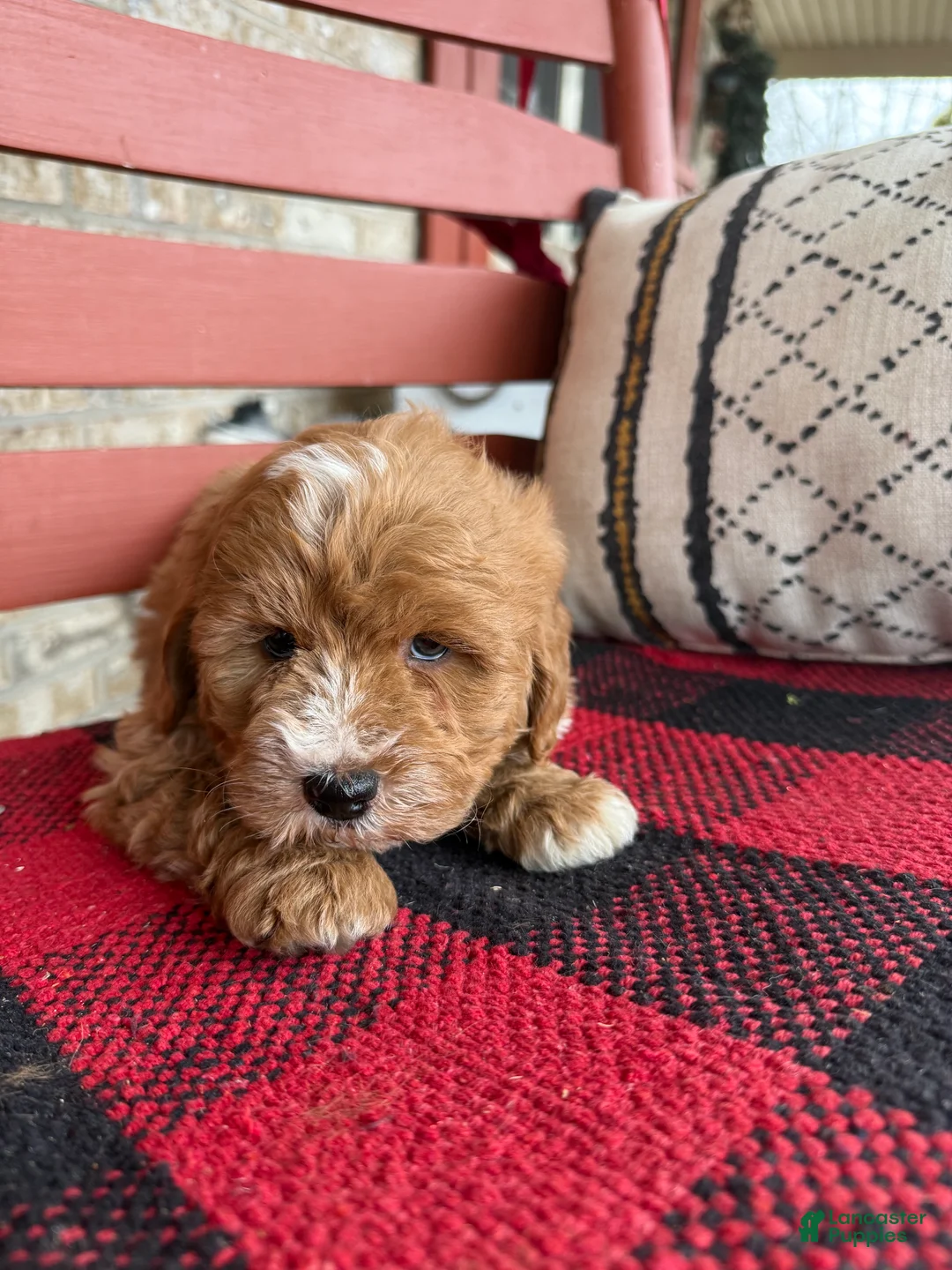 Mini Bernedoodle dogs for sale: Oliver - Ad 7