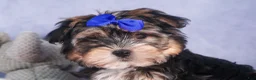 Morkie dogs for sale: Newton - Ad 23